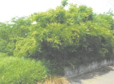 小美玉市 土地 競売物件の写真