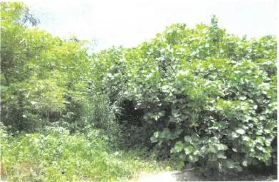 宮古島市 土地 競売物件の写真
