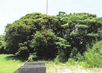 志布志市 土地 競売物件の写真