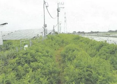 稲敷市 土地 競売物件の写真