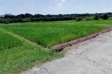 豊橋市 土地 競売物件の写真