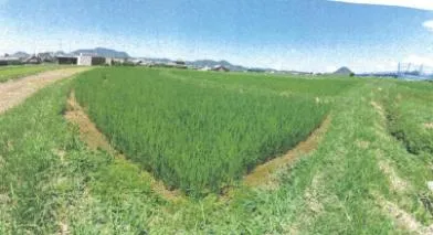 丸亀市 土地 競売物件の写真