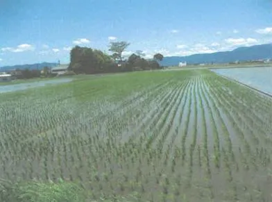 守山市 土地 競売物件の写真